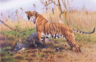 Tiger, from Wildlife of the World by Wilhelm Kuhnert